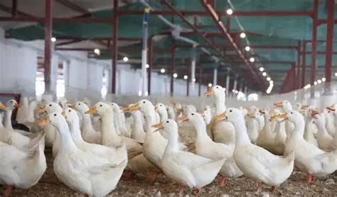 1000只蛋鸭的养殖成本和效益(养蛋鸭子的成本和利润分析) - 新乡市优特蔬菜研究院