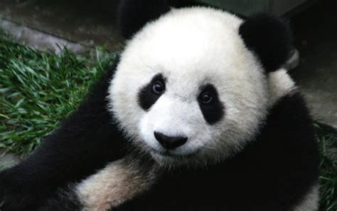 你有哪些珍藏的大熊猫小时候的照片或动图？ - 知乎