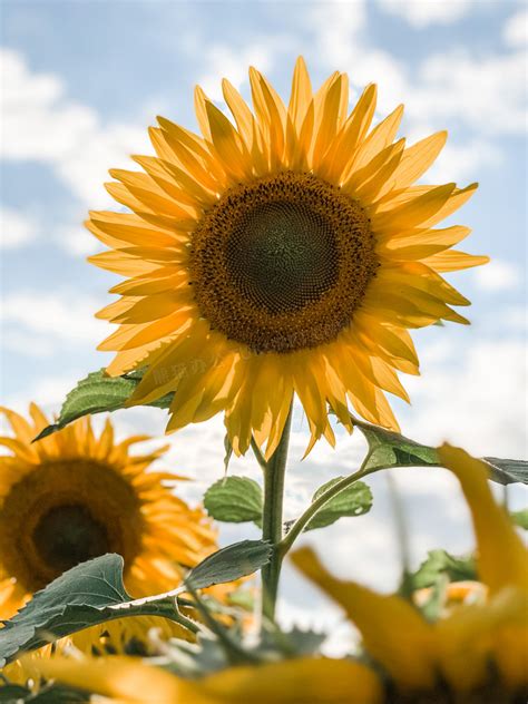 百合花开代表什么意思，在什么季节开花 - 花百科