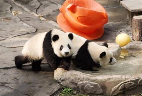 大熊猫约会“不灵”？这家动物园出新招_凤凰网