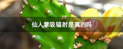 仙人掌吸辐射是真的吗-花卉百科-中国花木网
