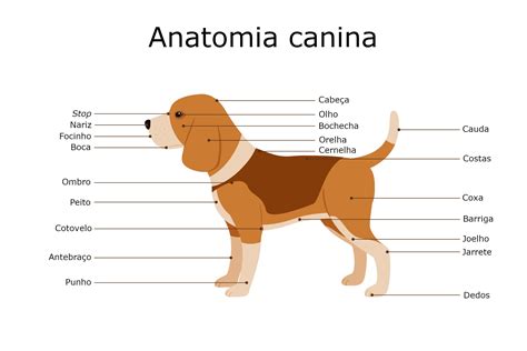 Anatomia canina - Biologia - Animais - InfoEscola