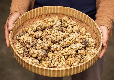 印尼苏门答腊正宗野生猫屎咖啡价格多少钱 Kopi Luwak特点介绍 中国咖啡网