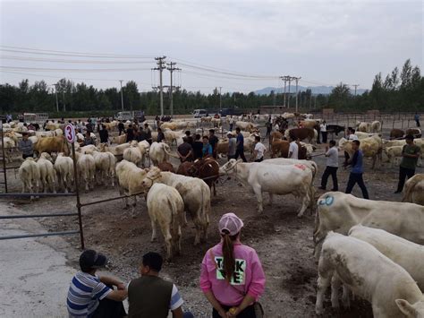 内蒙古科右中旗推动肉牛产业强链延链