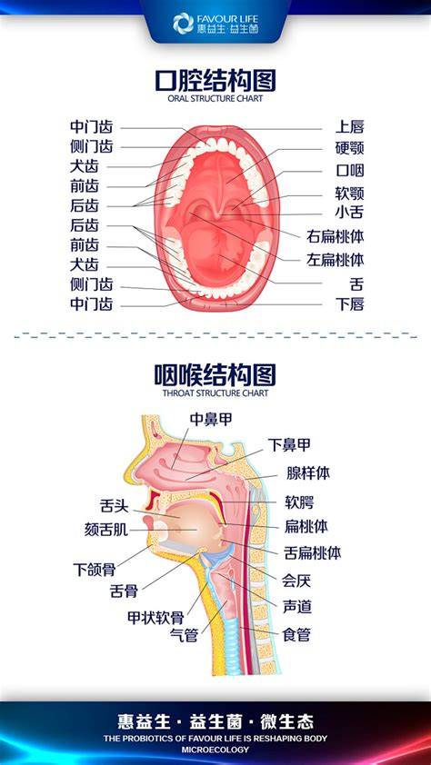 口腔咽喉结构图