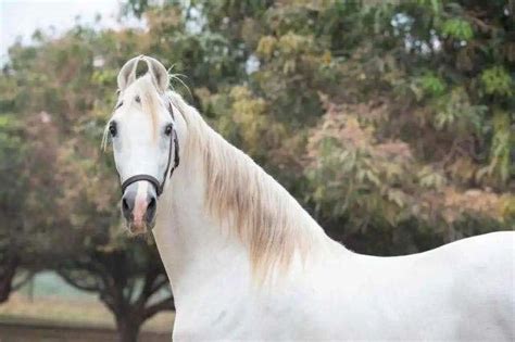世界上最漂亮的10匹马：阿拉伯马排第二，第一被称黄金之马(3)_巴拉排行榜
