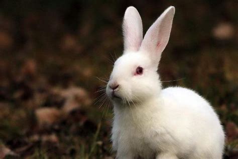 兔子尾巴的作用是什么，为什么那么短 - 农敢网