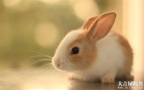 兔（兔科物种总称） - 搜狗百科