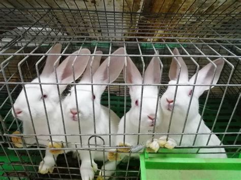 大量供应种兔兔子养殖兔种公羊兔-阿里巴巴