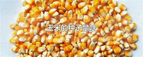 玉米的种子是啥-最新玉米的种子是啥整理解答-全查网