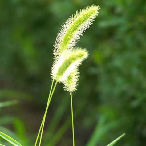 狗尾草的花语是什么?狗尾草的寓意和象征-花卉百科-中国花木网