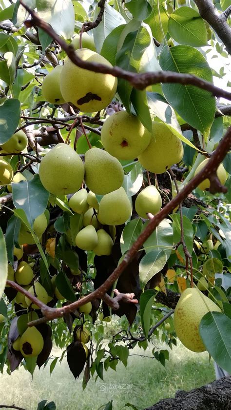 梨树的营养特点