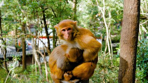 里树上有趣的猴子高清图片下载-正版图片505912120-摄图网
