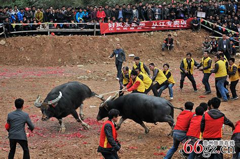 贵州：“超级牛王”斗牛大赛 迎万人围观_川南经济网
