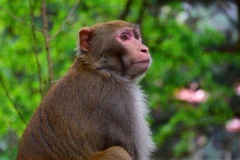 又丑又丧的猴子，成为年轻人的精神动物-太平洋科技