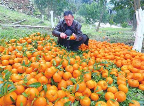 璧山：柑橘产业富了村民 留了乡愁-上游新闻 汇聚向上的力量