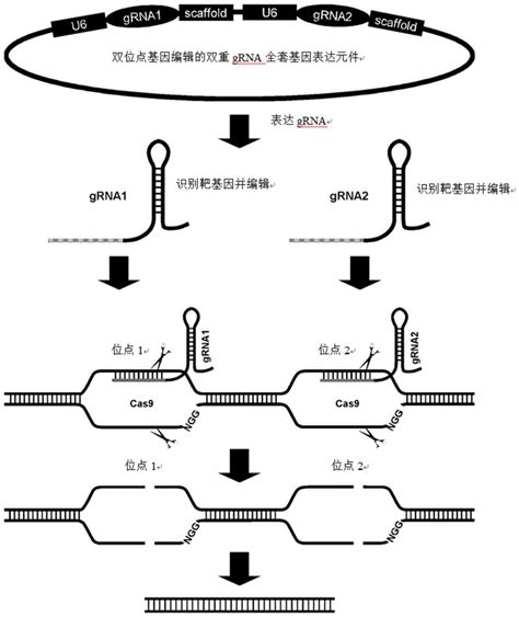 一种双重gRNA的基因表达元件及其构建方法与应用与流程