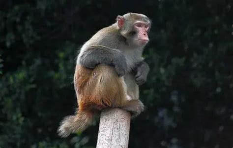 猴子的寿命最长能活多少年 猴子智商相当于人类几岁 - 生活常识 - 领啦网