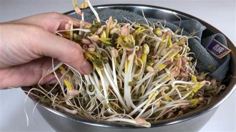 家庭自制绿豆芽简易方法-百度经验