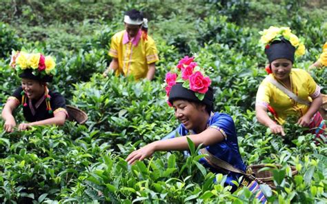 勐海有名的茶山是哪几个？普洱茶的基本特征如何？ - 知乎