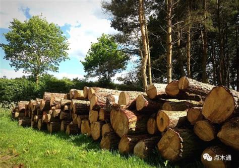 红松原木,常年供应,材长6米,数量不限