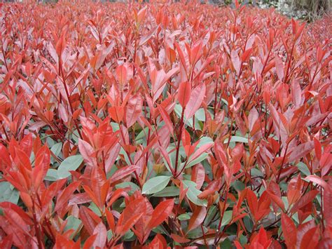 红叶石楠的炼苗与养护技巧分享 - 南京雅萍苗圃场