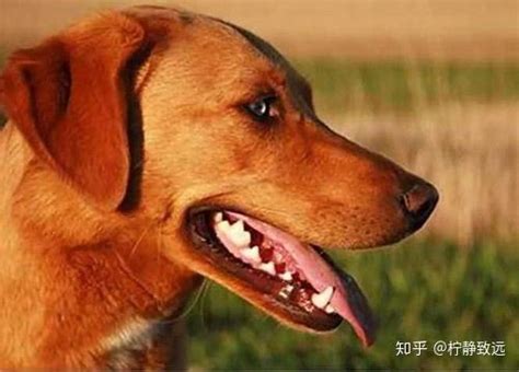 狗经黑狗白耳是狗王 土狗中最强的品种_宠物百科 - 养宠客