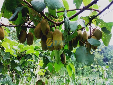 猕猴桃种植户们：果园树行起垄的栽培模式你们知道吗？-种植技术-中国猕猴桃网