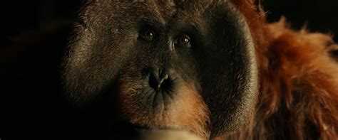 《猩球崛起3：终极之战》最虐心的大猩猩又来了_手机新浪网