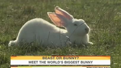 世界上最大的兔子，大流士兔子体长1.2米重达45斤_探秘志