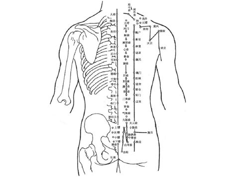 人体经络穴位图解大全_word文档在线阅读与下载_免费文档