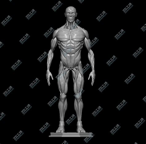 ENOVO 艺用人体全身肌肉运动模型浅层肌肉解剖 运动系统-阿里巴巴