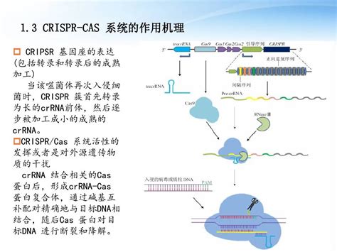 基因组测序在细菌基因组中的应用（二）_上海唯那生物官网