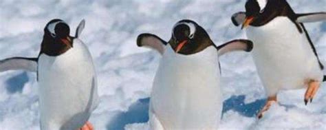 世界企鹅日：这些企鹅风靡全球，你知道它们真正的名字吗？