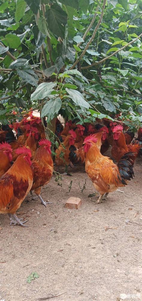 [瑶鸡批发]散养玉米土鸡，生态养殖，价格18元/斤 - 惠农网
