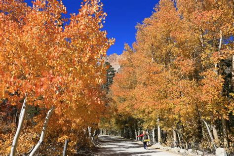 十月的美国加州Eastern Sierra，是一年中色彩最绚烂的季节