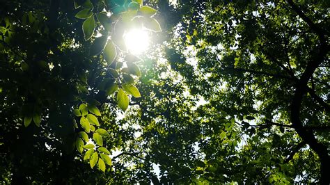 夏天的美丽树背后有阳光高清图片下载-正版图片504337726-摄图网