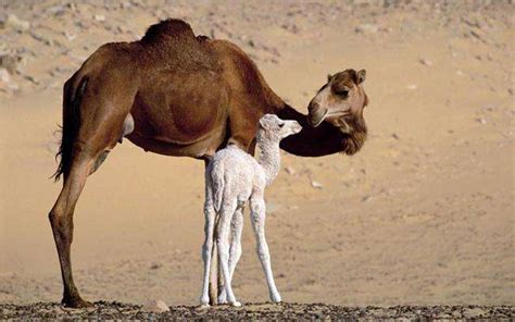 骆驼为什么被一根稻草压死的原因__凤凰网