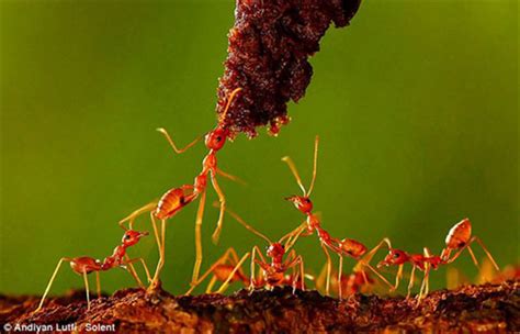 印尼摄影师拍到红蚂蚁团结工作 - 神秘的地球 科学|自然|地理|探索