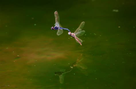 蜻蜓点水波形图,蜻蜓点水的水波图,蜻蜓点水动图_大山谷图库