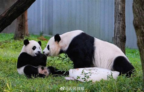 旅美大熊猫幼崽“小奇迹”迎来3周岁生日_荔枝网新闻