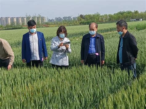 省厅调研指导组来我市调研小麦重大病虫害防控工作 - 河南省植保新技术推广网
