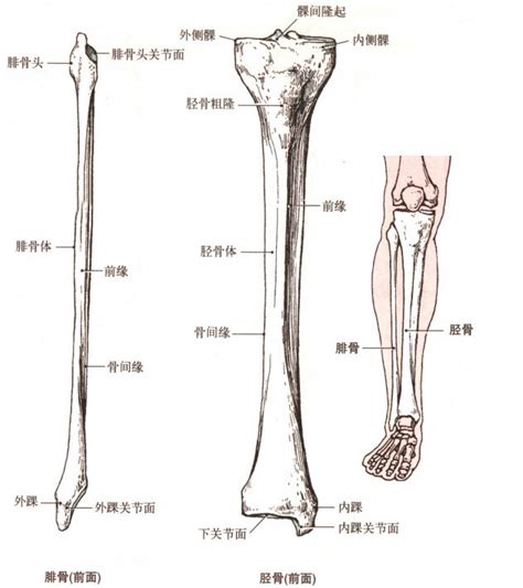 图8-33 胫骨和腓骨-临床解剖学-医学