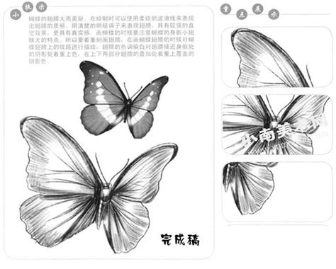 蝴蝶的素描画法步骤图示解析,素描蝴蝶绘制步骤 - 小南美术网
