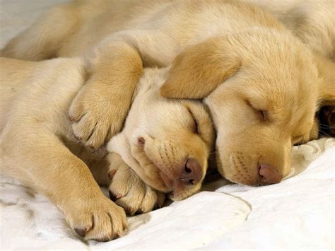 睡梦中的两只小狗可爱壁纸桌面-壁纸图片大全