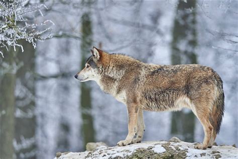 东加拿大狼：身体长度1.7m尾巴48cm长（雌性比雄性重）-小狼观天下