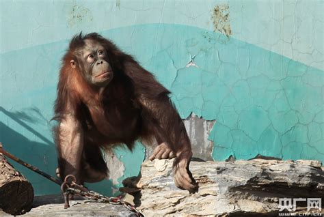 天津动物园引进濒危保护动物 今日正式与游客见面_旅游_环球网