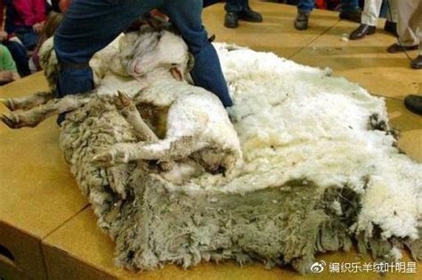 100%羊毛和羊绒的区别 100%羊毛和羊绒的区别介绍_知秀网