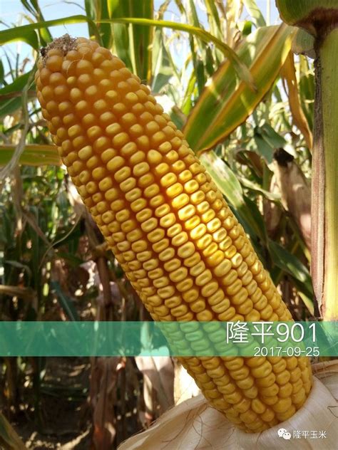 正大808玉米品种,正大808玉米种,正大808玉米品种简介_大山谷图库