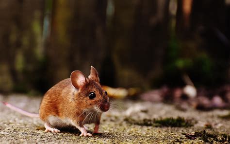 小老鼠是如何变身“实验动物之王”的？| 果壳 科技有意思